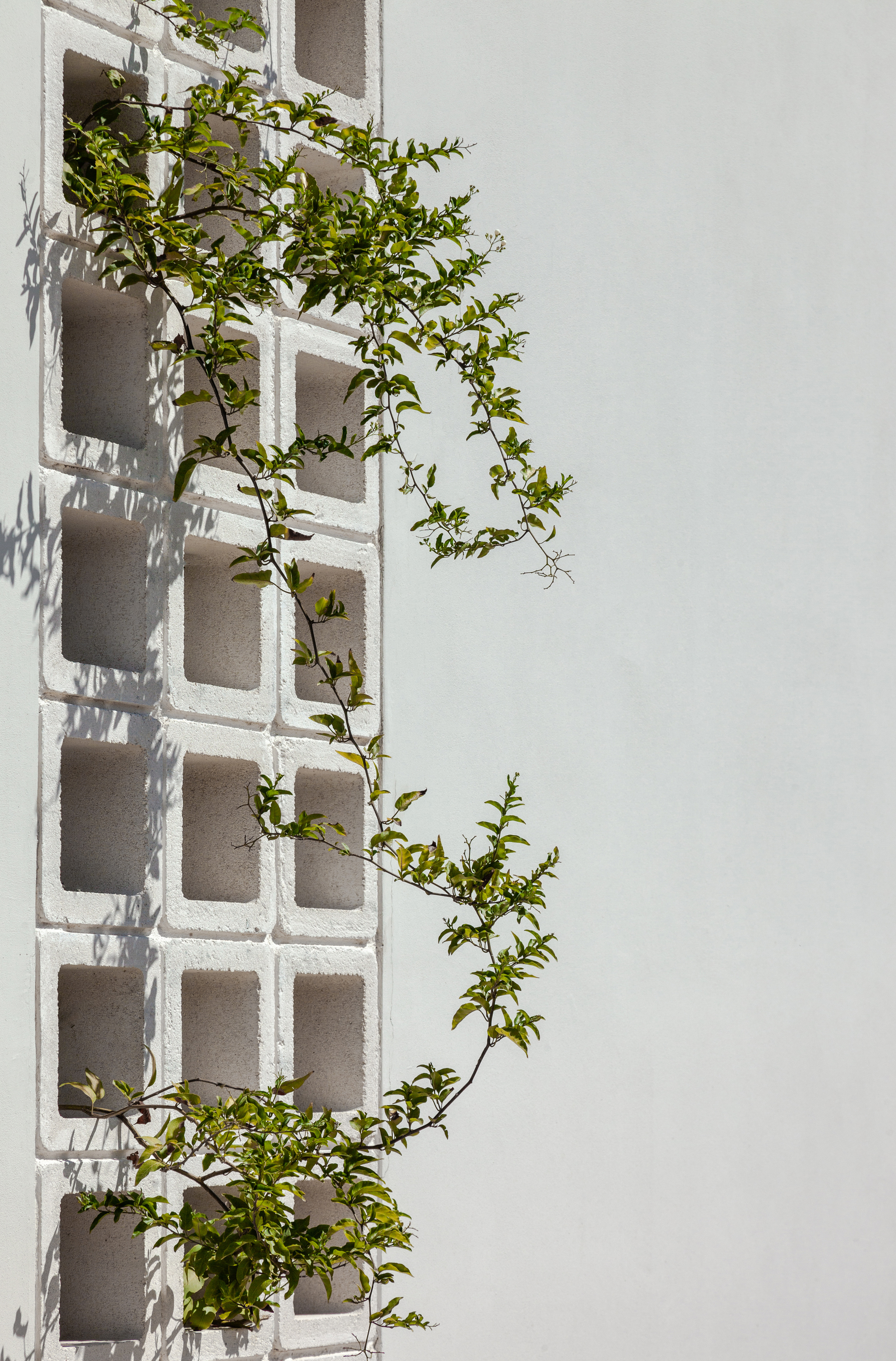 A House with Four Gardens / draftworks architects-32