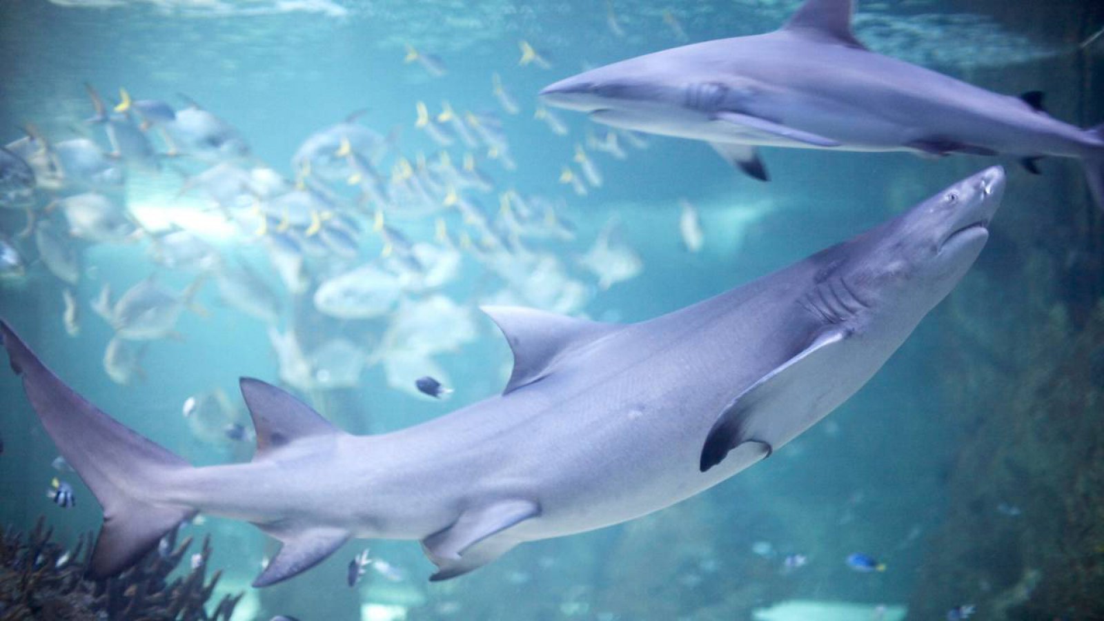 Sydney澳大利亚悉尼精品酒店-31