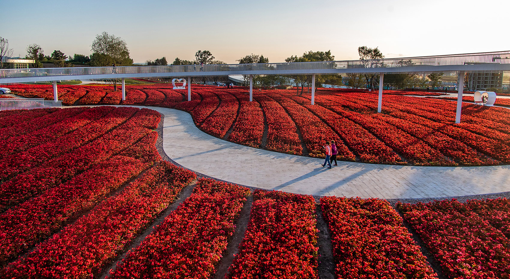 梅河口浪漫花海公园丨中国吉林丨麦田景观-42