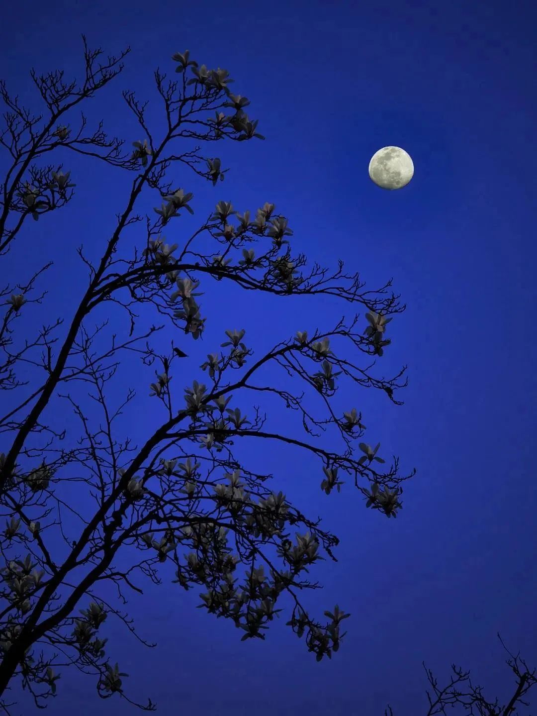 三棵树庄园 | 摄影家的心灵秘境-75