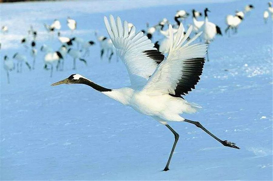 自然之灵感，艺术之展现——MAD Architects 设计作品解析-58