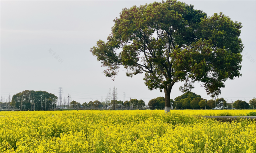 境作|恋“练”春光,“宝藏”踏青地:青浦徐练村,有多好逛?-45