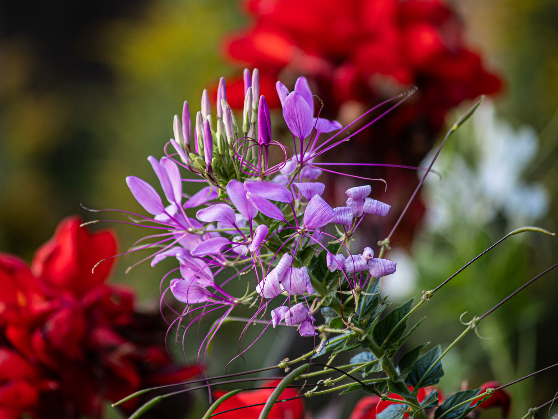 Flowers!-0