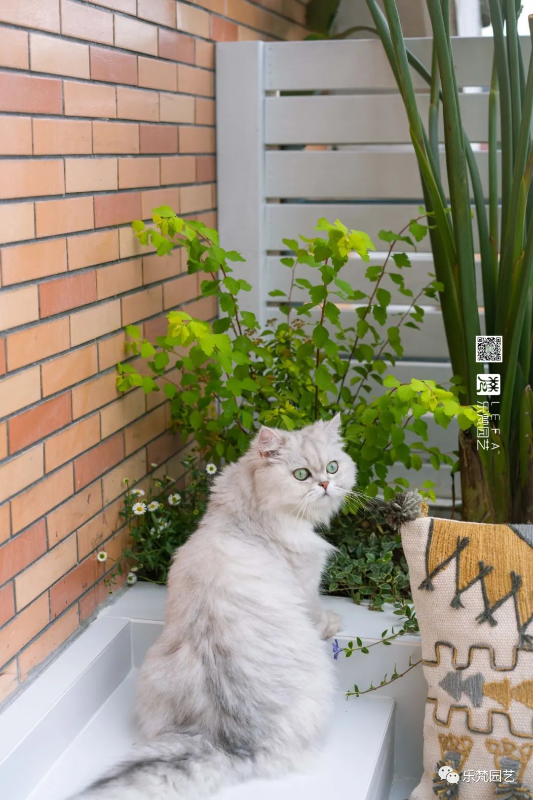 媚媚猫咪的摩洛哥阳台花园丨乐梵园艺-32
