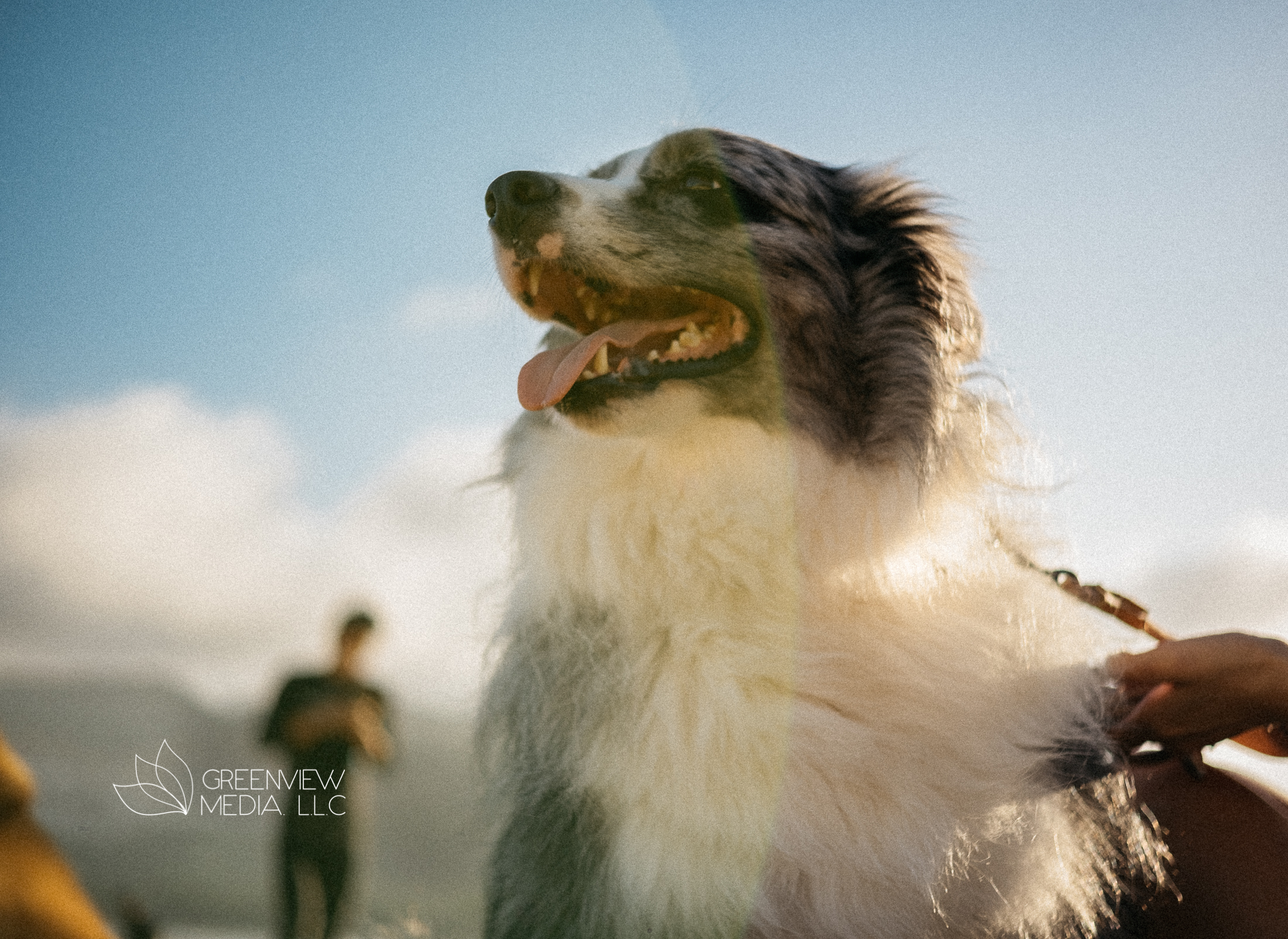 狗狗海滩场景拍摄丨中国三亚-0