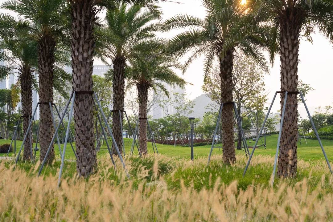 深圳湾蛇口休闲带景观-49