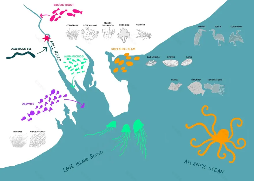 米尔河公园地形工程丨美国康涅狄格-3