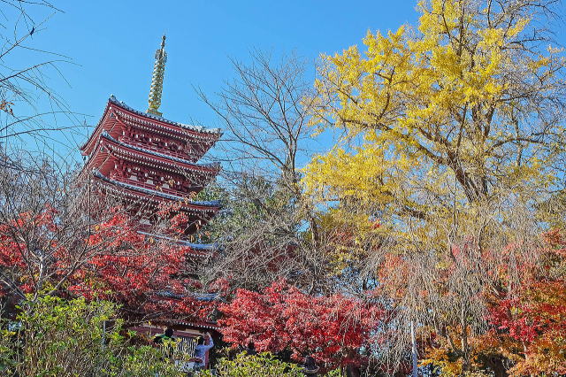 本土寺庭园等景观-11