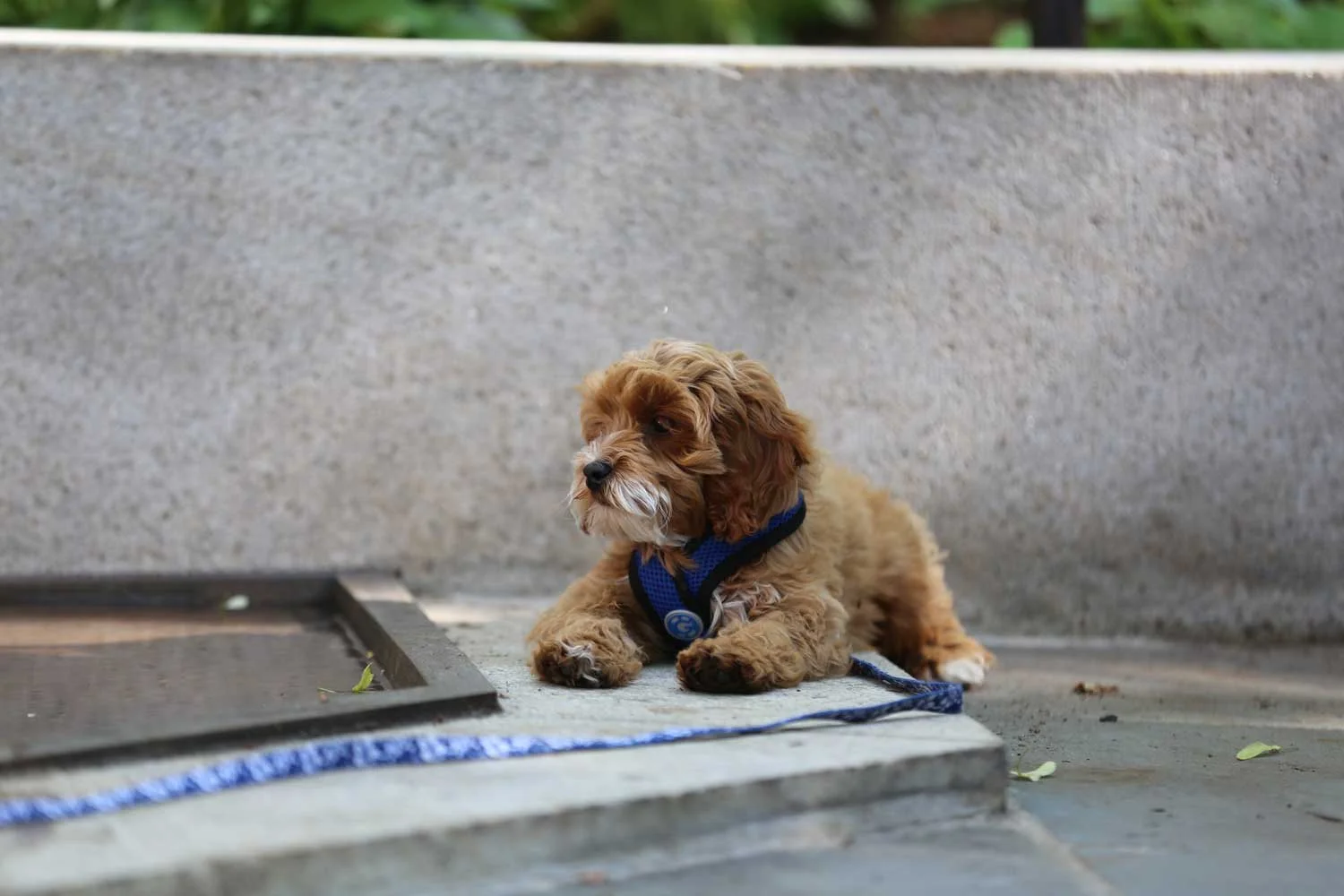 Lotta喷泉修复项目丨Halvorson Tighe & Bond-11