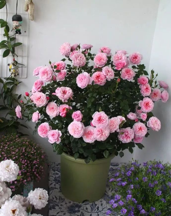 打造惊艳阳台,7 种花卉让空间焕发生机-51