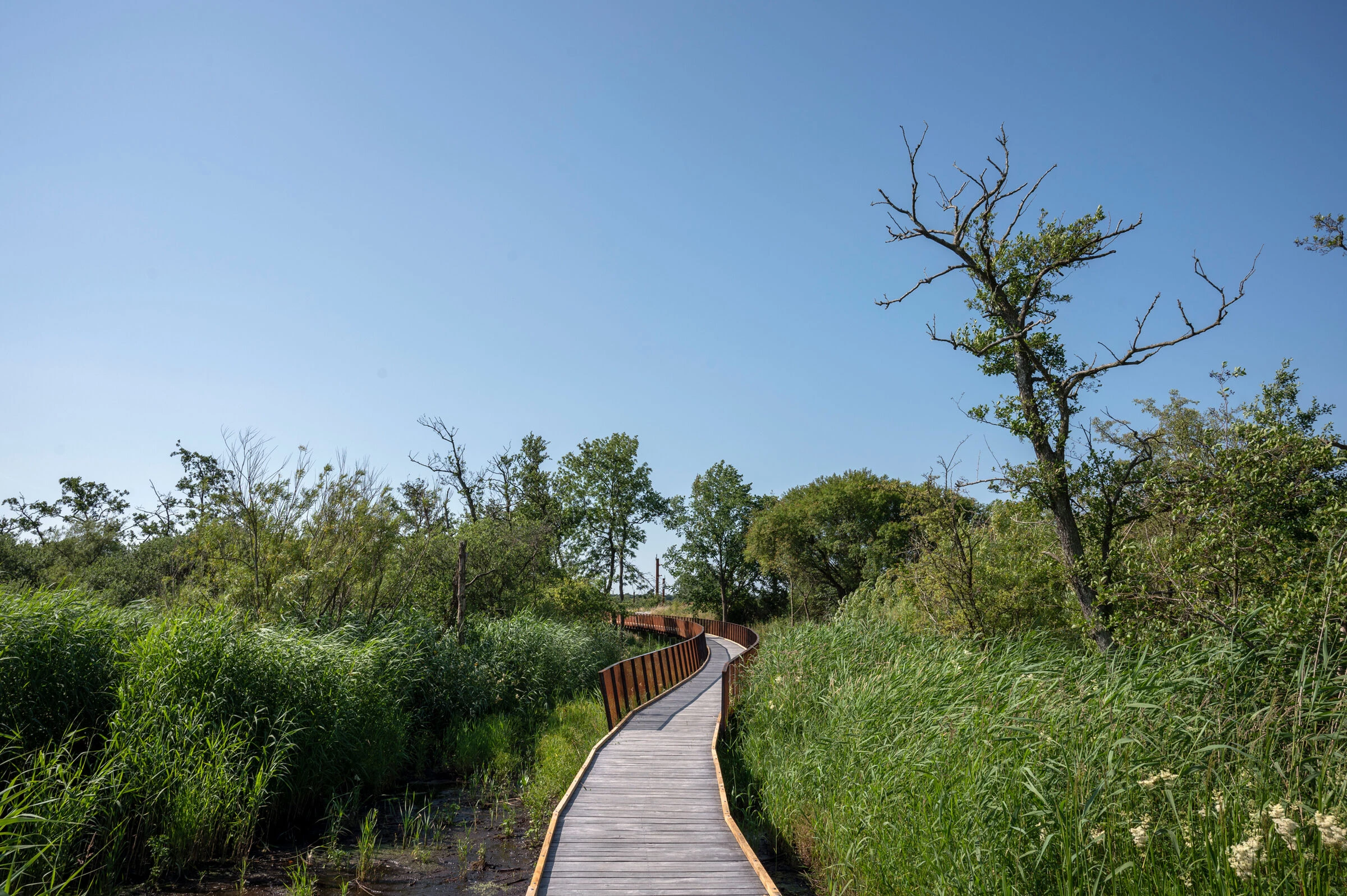 丹麦鹳草甸项目丨C.F. Møller Architects-15