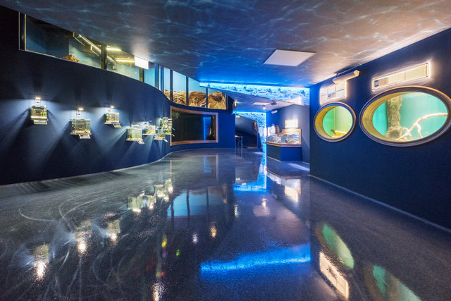 圣彼得堡海洋馆新展览创建项目丨俄罗斯圣彼得堡-27