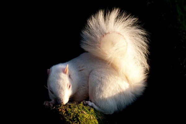 六角形观察白化松鼠栖息地丨英国-16