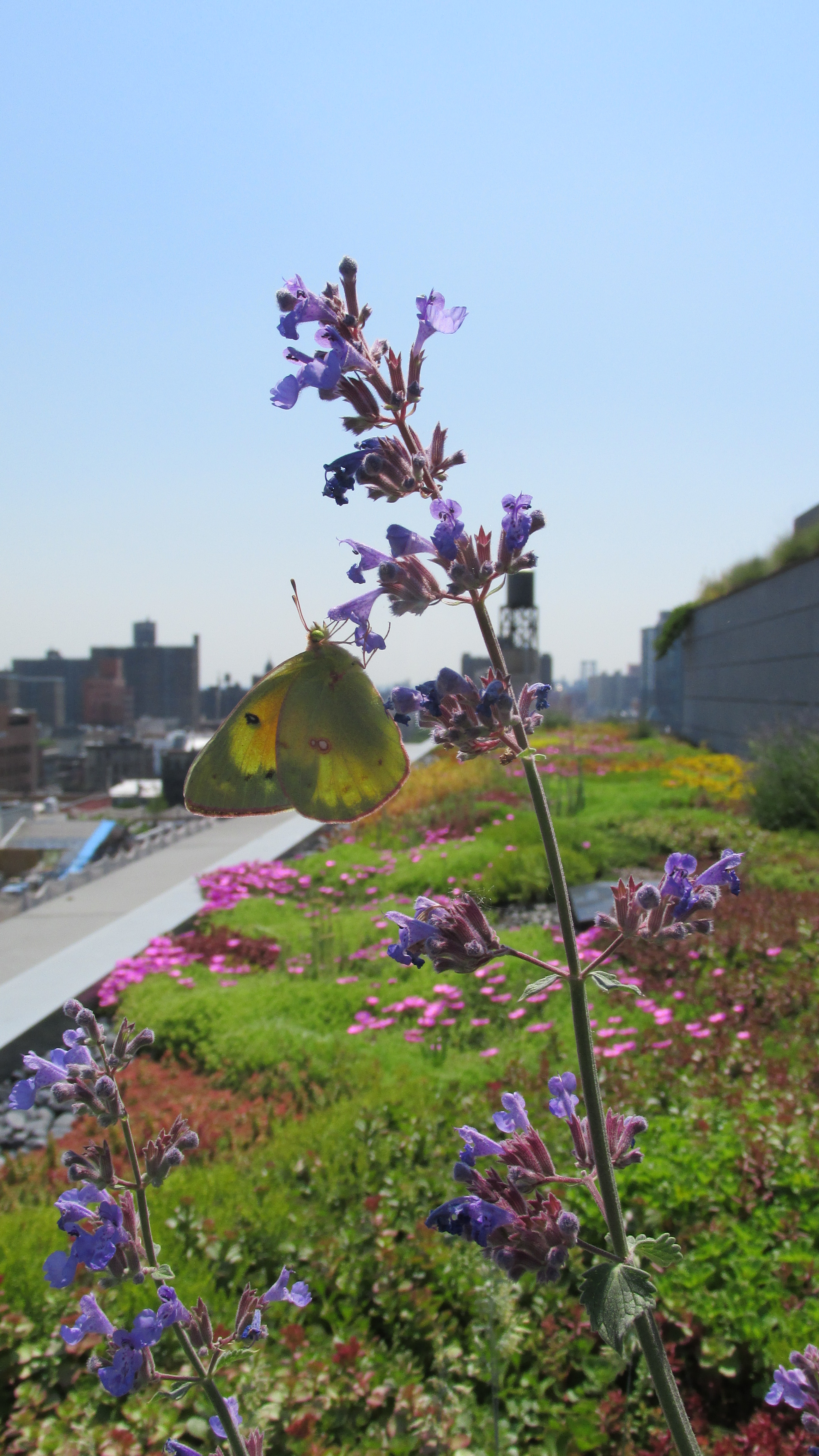 41 Bond | Future Green Studio-12