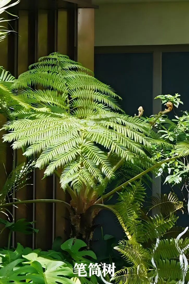 于热带秘境中编织生活美学|江东麓岛阅海澜岸2期花境项目-39