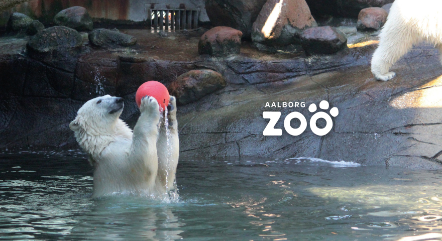 奥尔堡动物园北极熊标识牌-0