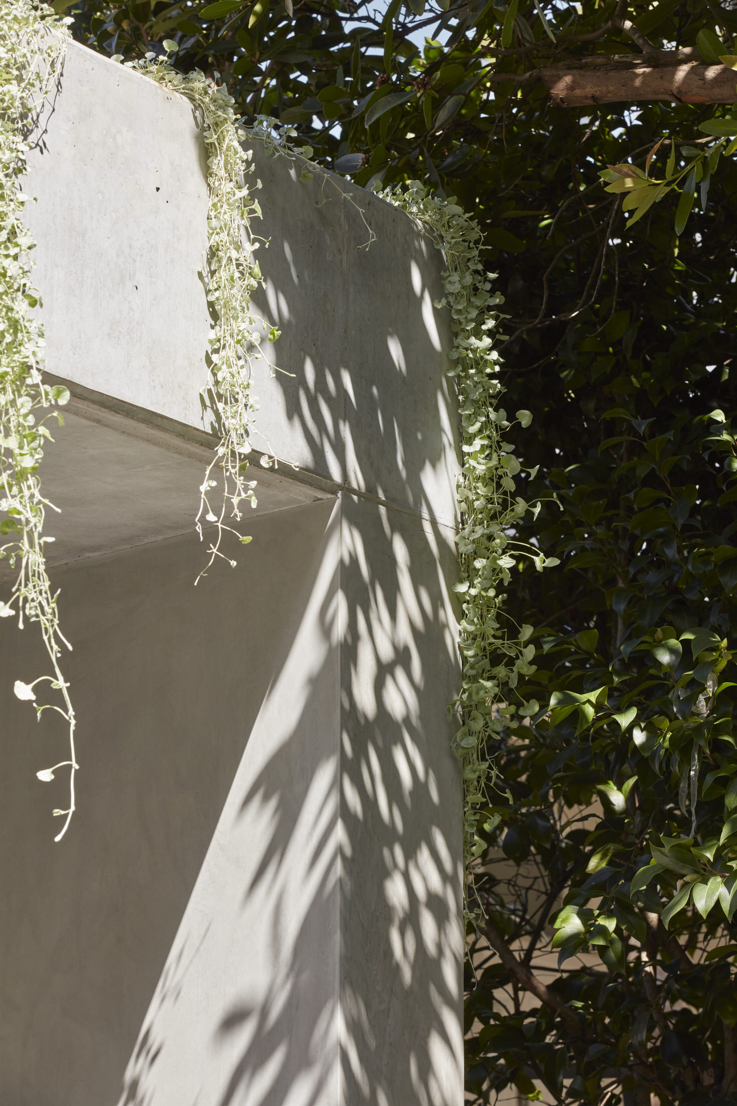 混凝土与绿意的和谐共舞 · Grove House丨澳大利亚悉尼丨Clayton Orszaczky-41