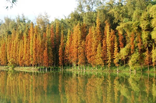 秋色斑斓 | 彩叶树种的园林设计之美-48