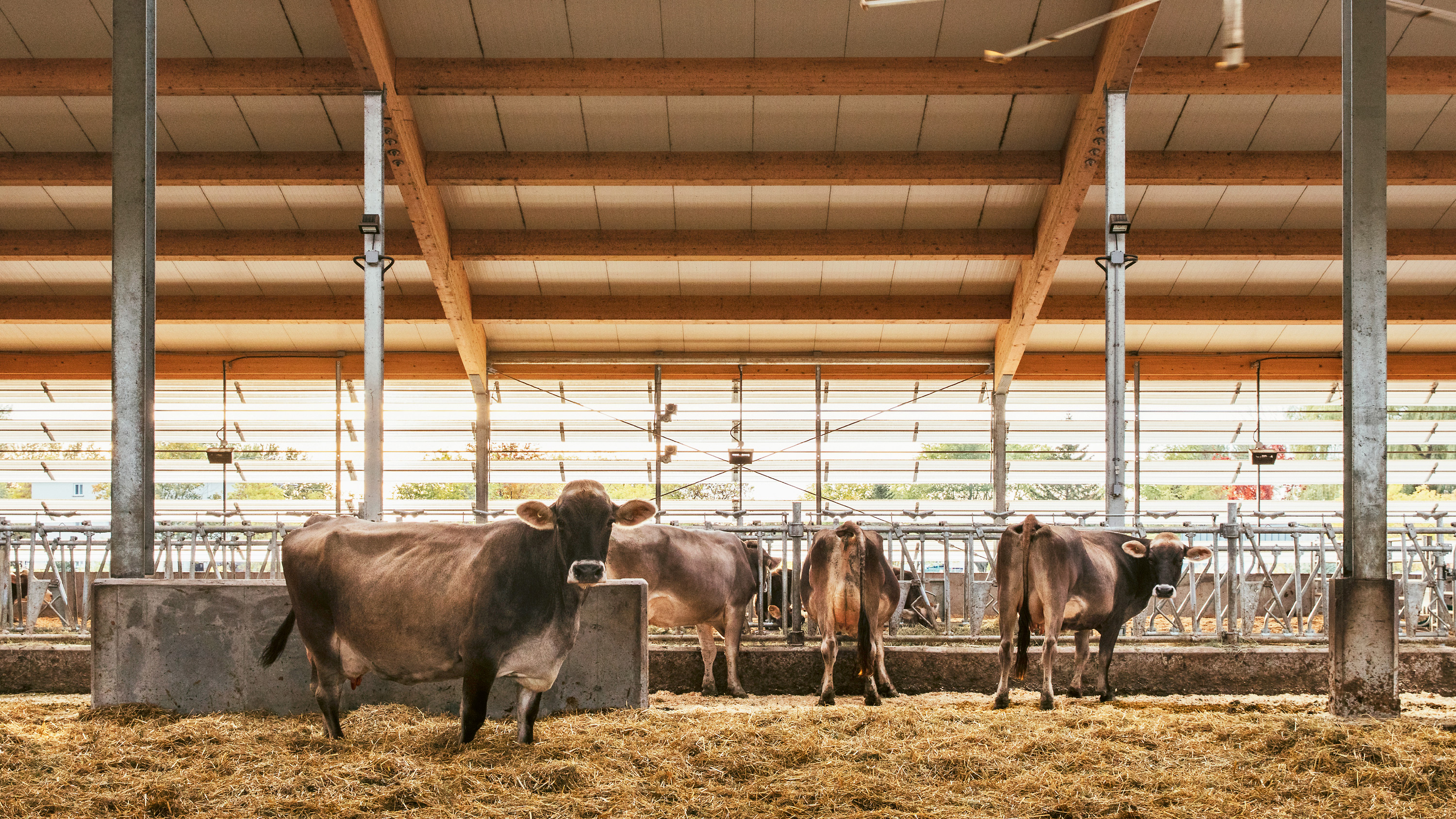 融入自然的奶牛棚设计-0