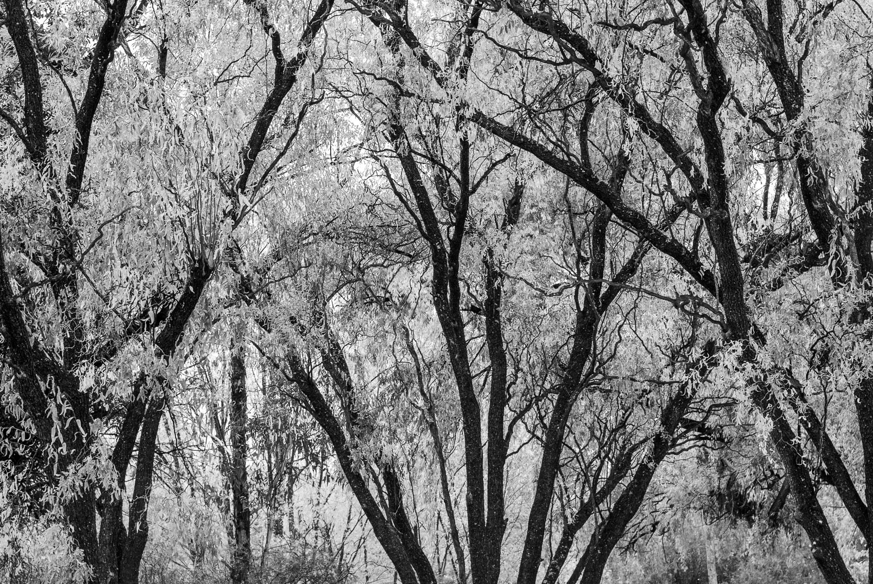 Autumn Monochromes in Anaiwan and Kamilaroi Country-2