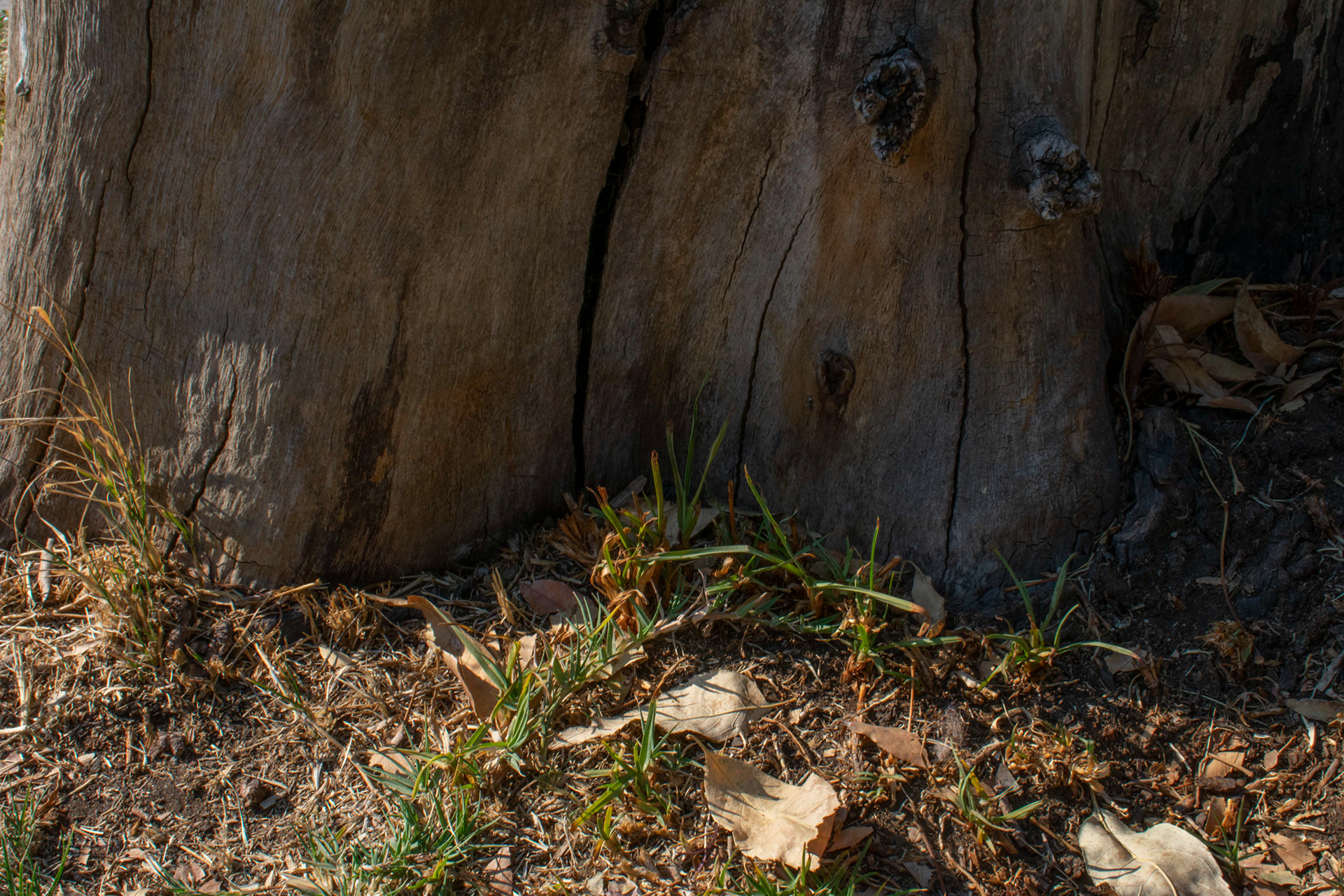 Tocón 建筑模型-8