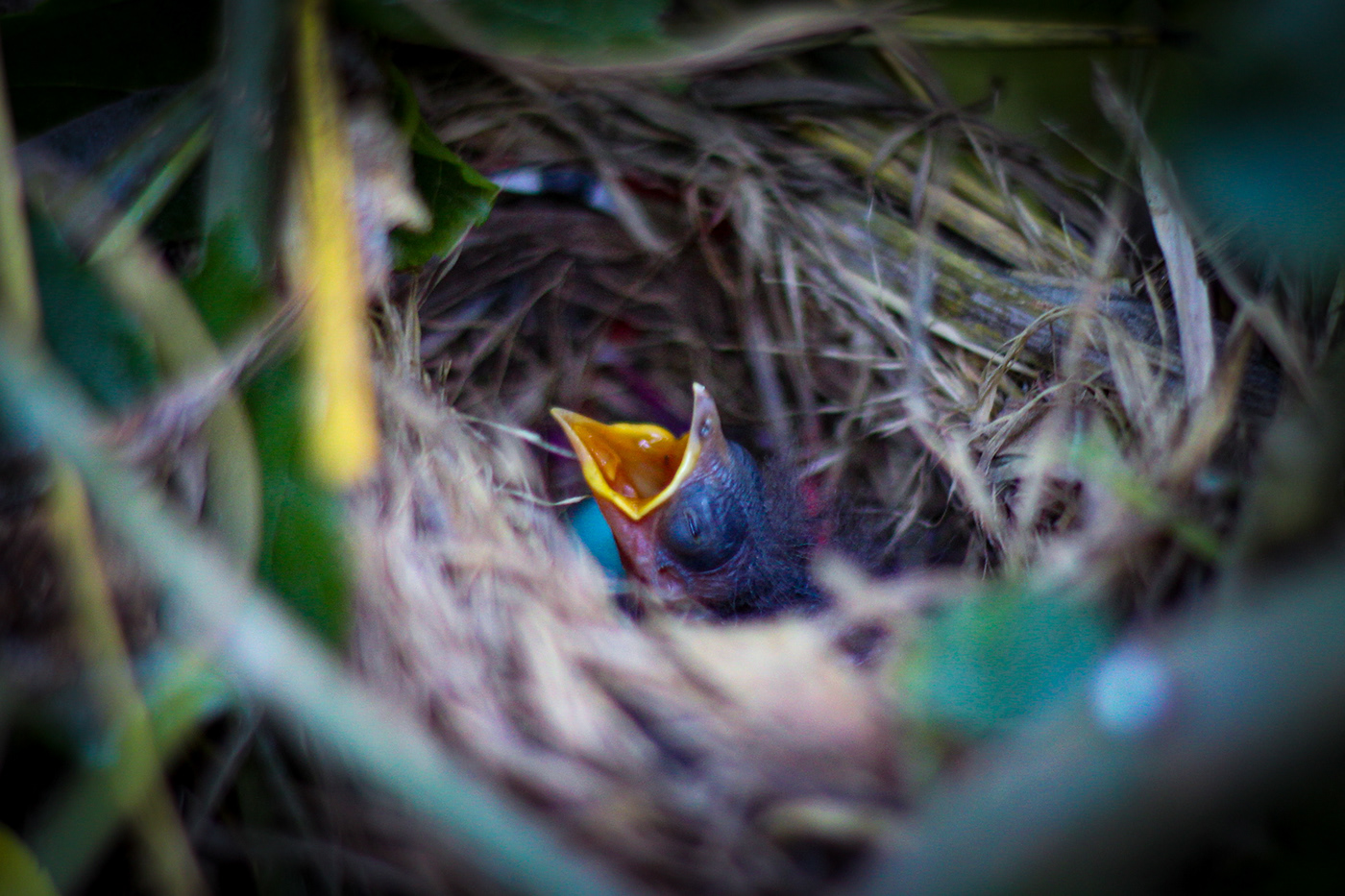 Nature Photography-7