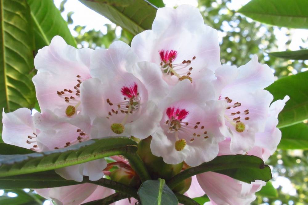 Jardin Botanique de La Petite Rochelle (61)-14