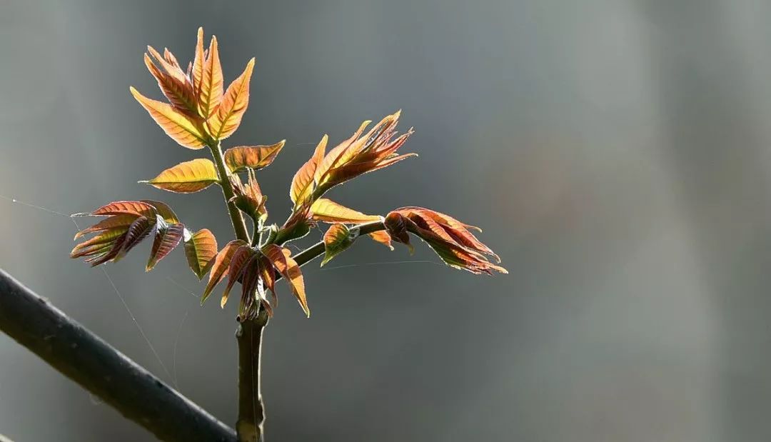 乡愁的味道 | 美食与室内设计-72