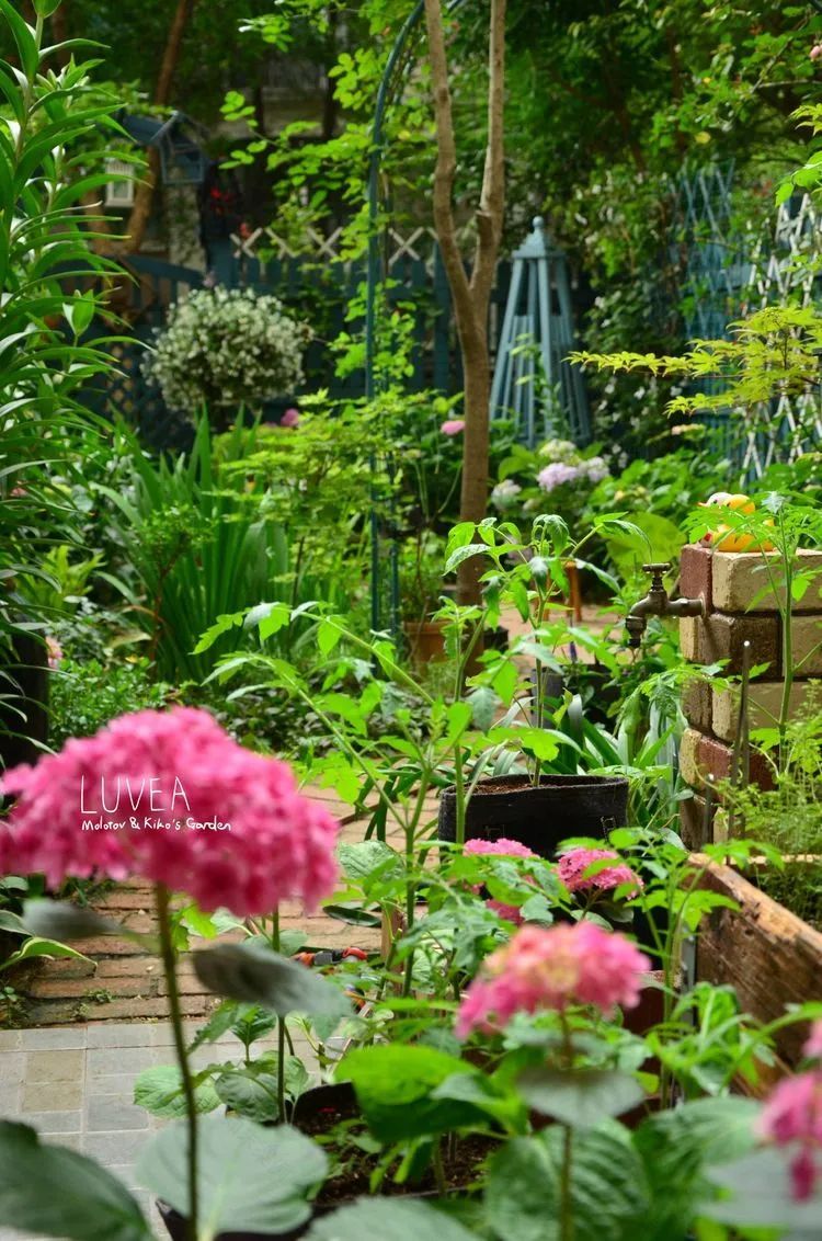 90后夫妻用4年时间,在魔都造了60平米花园,遛狗逗猫,好不惬意~-17