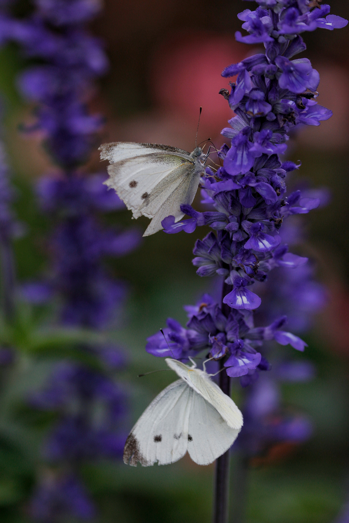 花 flower，蝶 butterfly-5