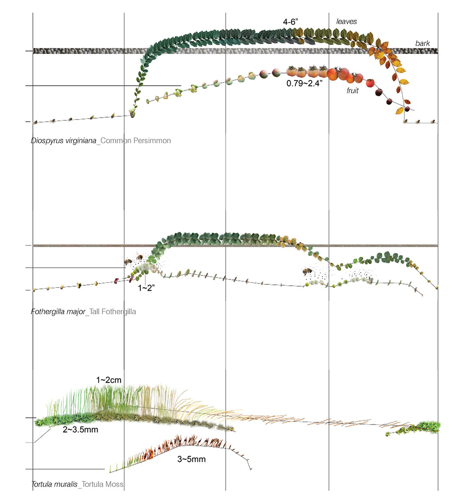 物候学项目 · 植物季相研究-108