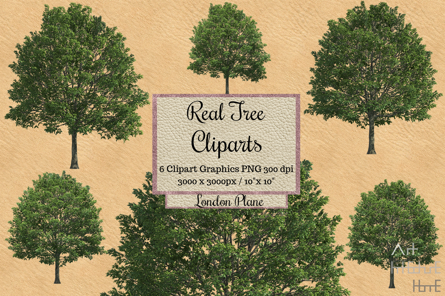 Real Tree Cliparts png, Realistic London Plane tree-0