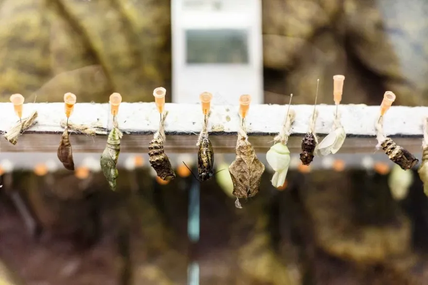 罗兹东方馆蝴蝶屋丨波兰罗兹-0