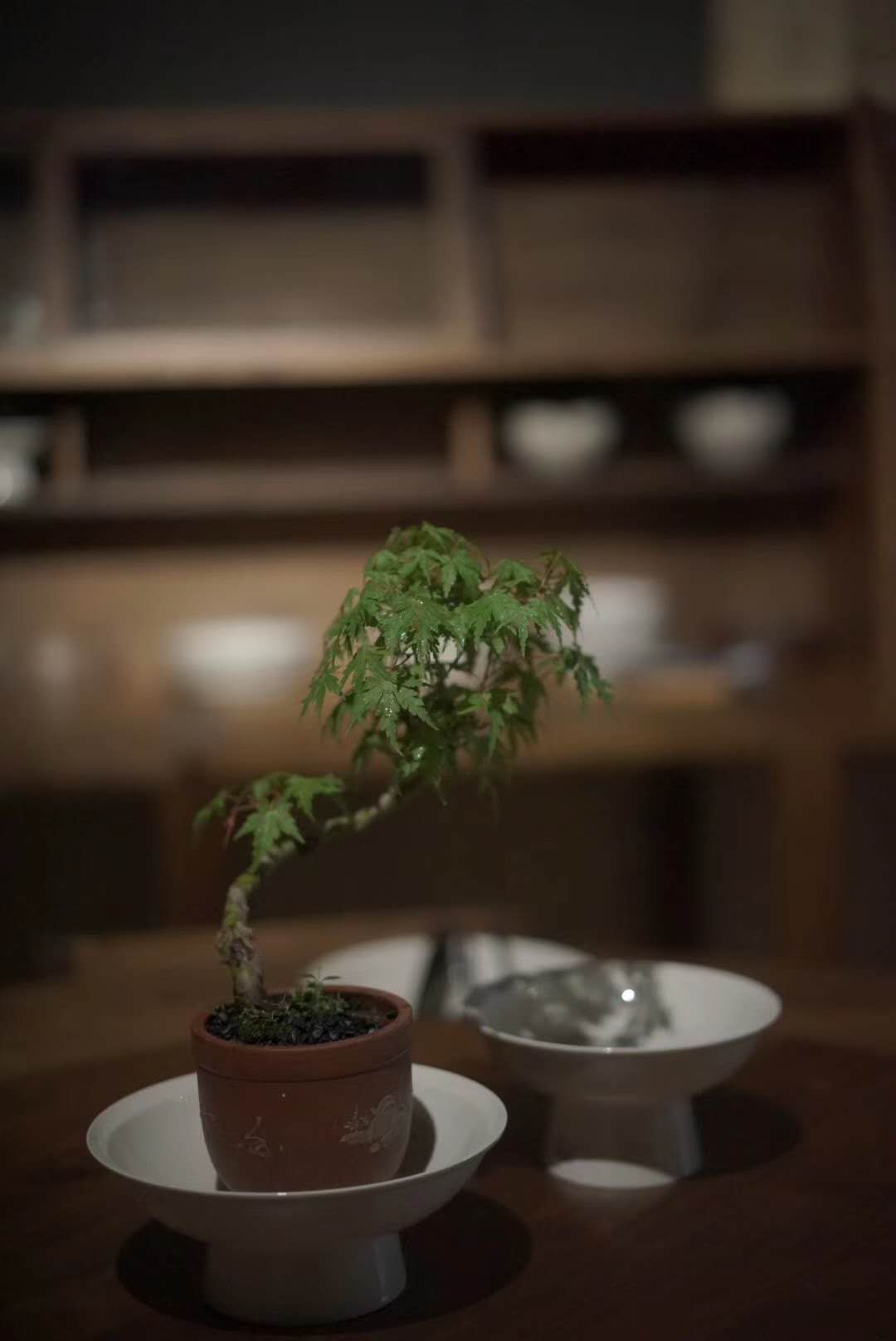 茶室中的鸡爪槭 | 热忱的绿意-47
