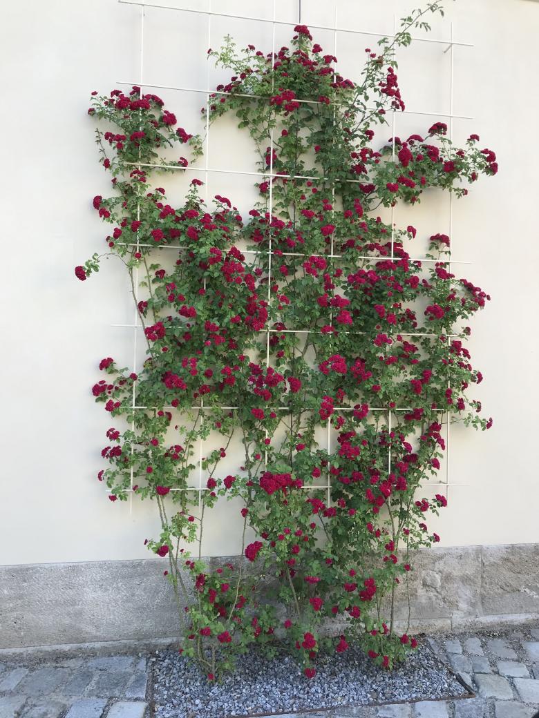 Glyptothek 修复项目丨德国慕尼黑丨landschaftsentwicklung kroitzsch-21