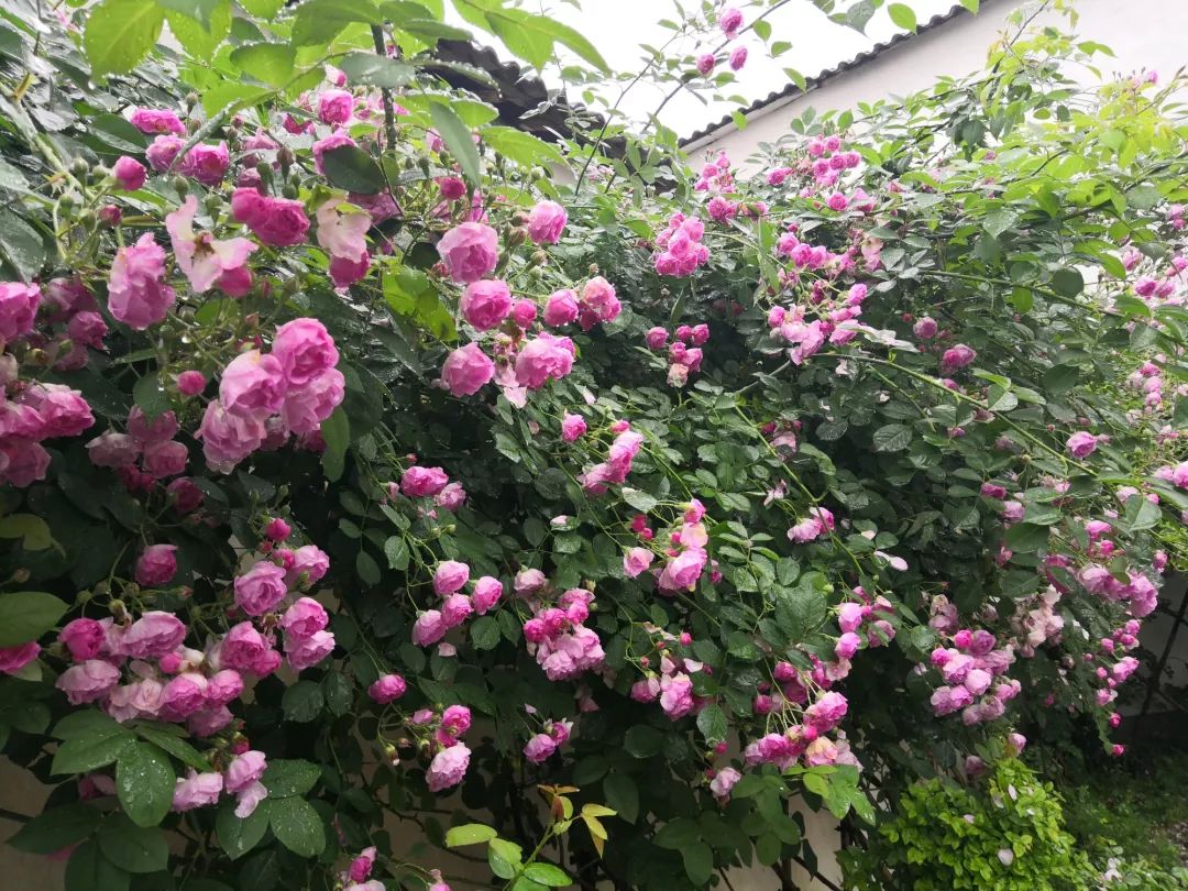 大叔也爱养花，3天造出个小花园，一分钱没花！-33