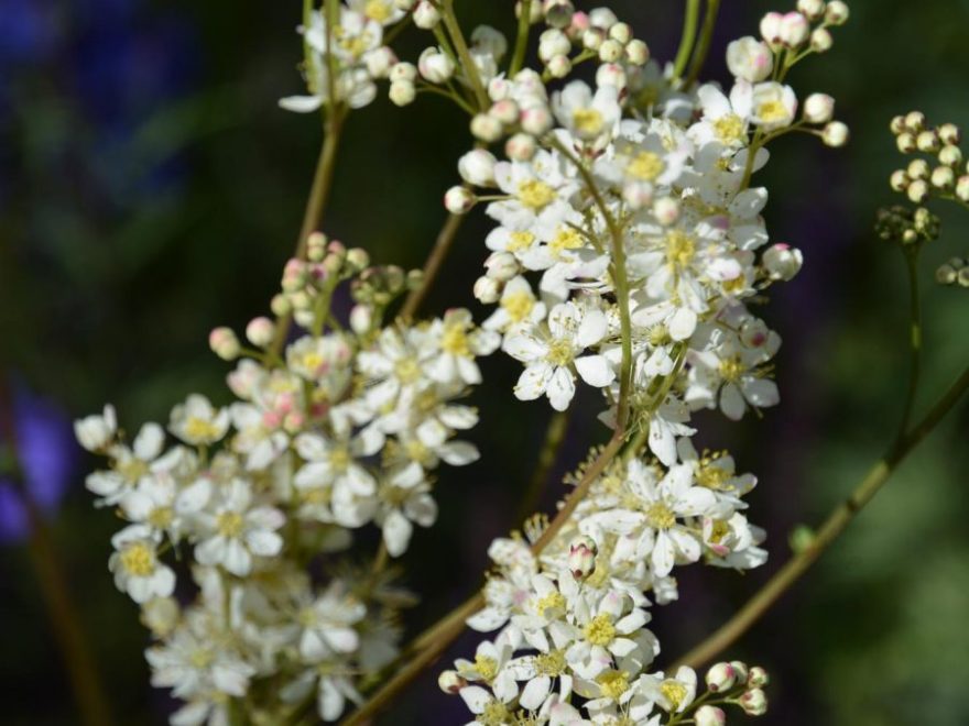 Eau de bonheur - Didier Danet - Entreprise Paysagiste-45