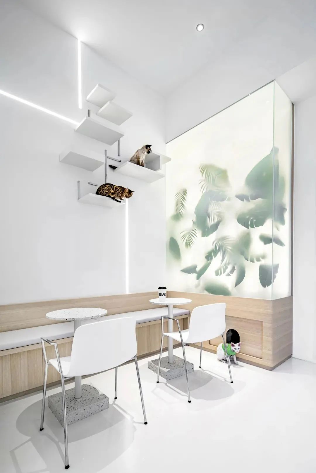 来自铲屎官的宠爱，一个高颜值人气猫咖-55