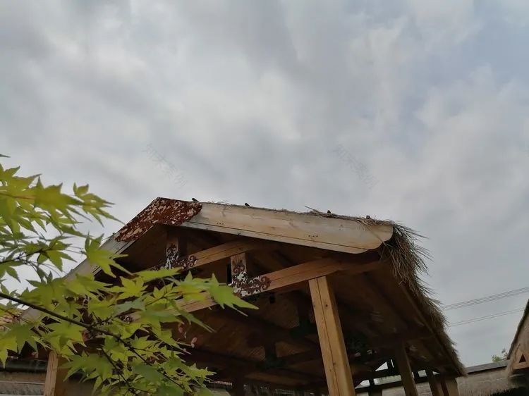 花友投稿 | 燕儿偏喜农家院,不向华堂富贵飞-15