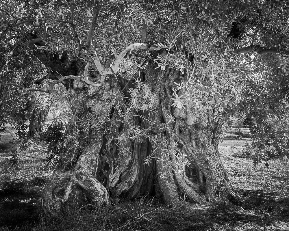 世界上的树木丨Sylvie D.-225