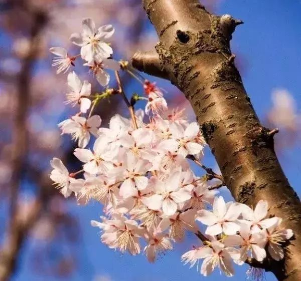 罗汉松 | 庭院中的守财吉祥树-155