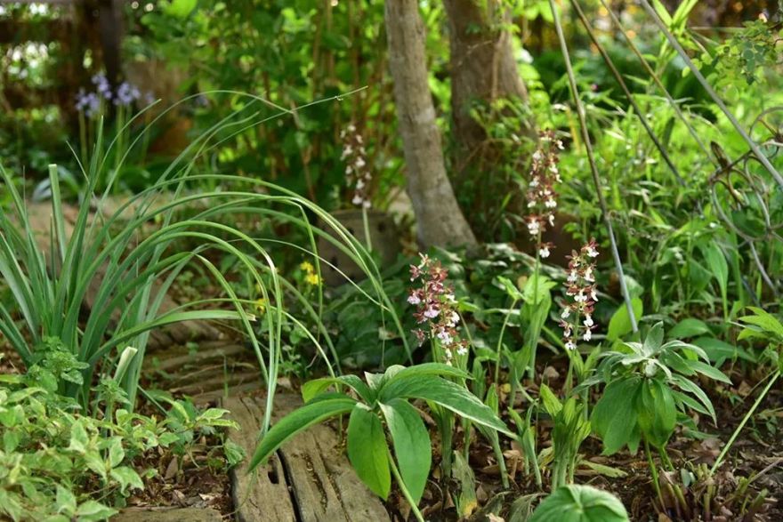 25年前的自制老花园,原来还可以这么美-26