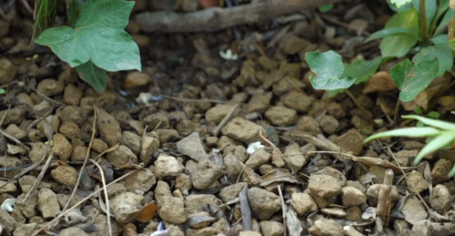 第四代住房「垂直森林」来了,竟在中国遍地开花!网友:蚊子太多,住不起......-96