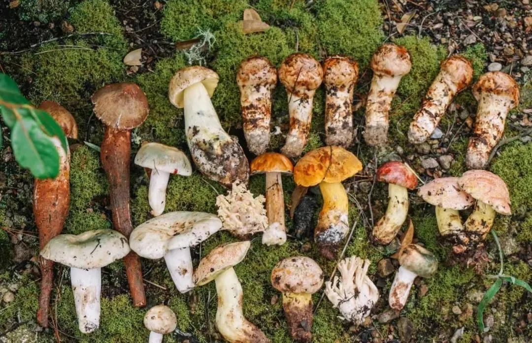 九种菌菇炖出冬日暖心汤丨中国云南-16