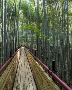 大别山森林徒步道（竹林·大松树段）丨中国安徽丨傅英斌工作室