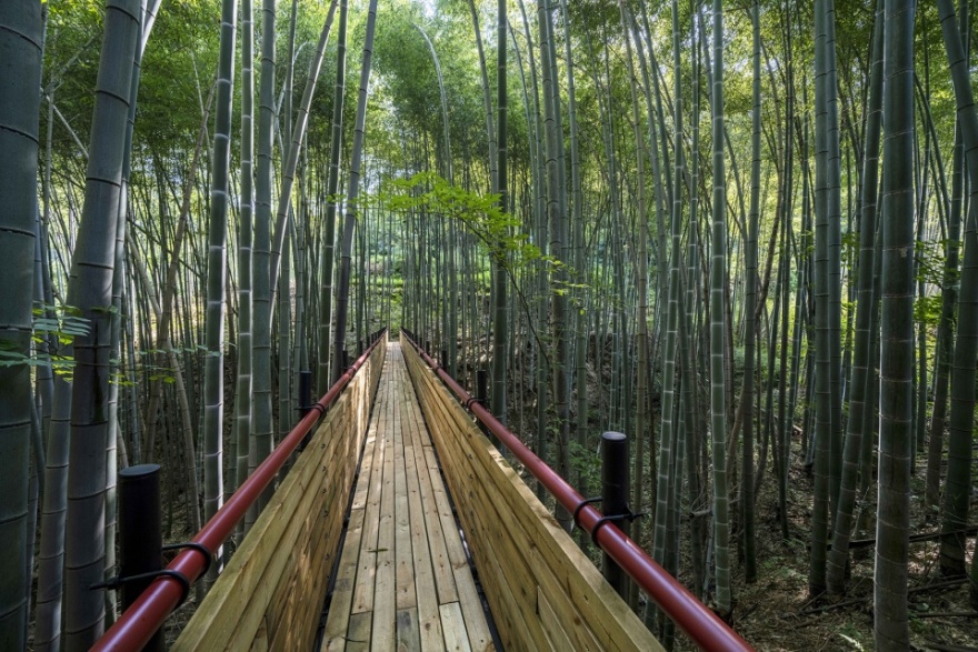 大别山森林徒步道(竹林·大松树段)丨中国安徽丨傅英斌工作室-31