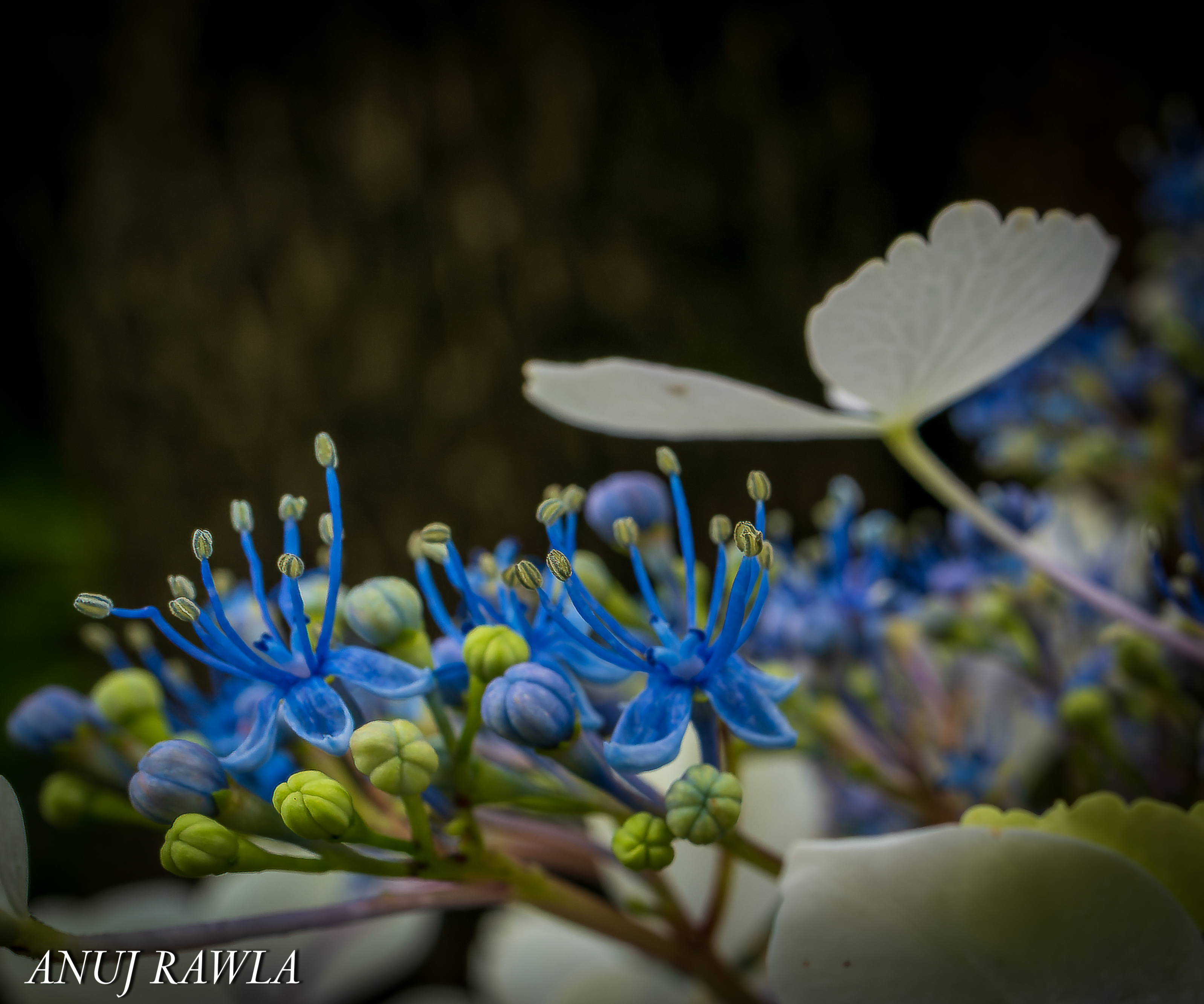 Wildflower Hall - August 2021-87