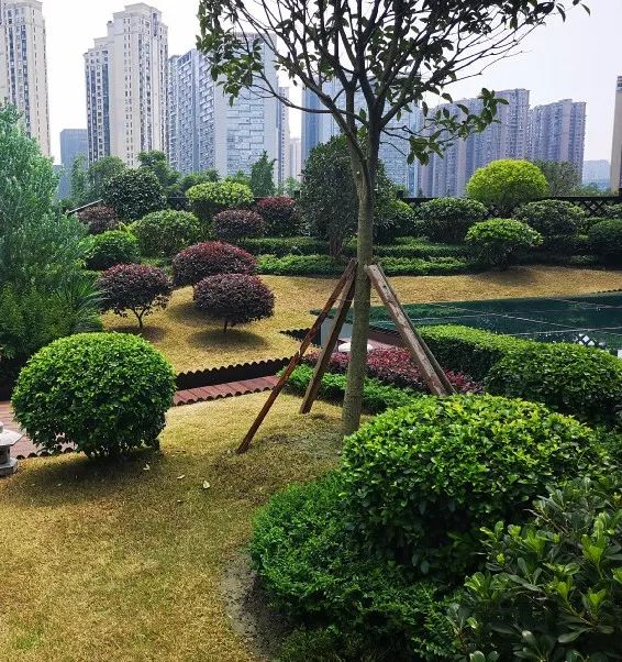 空中花园的粉紫色浪漫 | 乐梵造园的秋韵花境改造-37