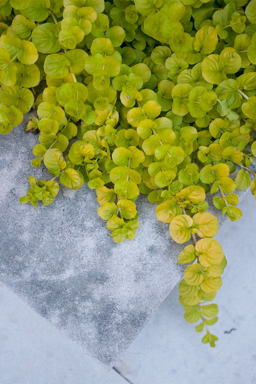 丨美国芝加哥-36