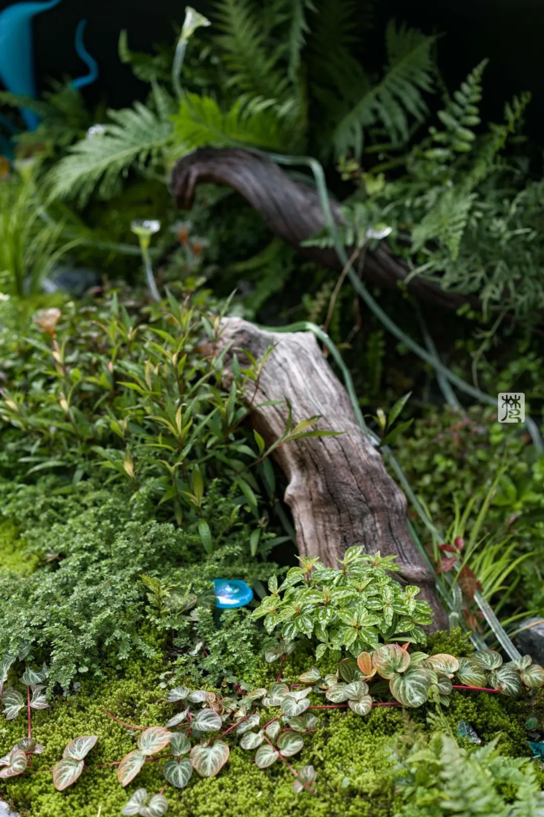 麓湖 B2 黑鉐样板岛丨中国成都丨乐道景观-102